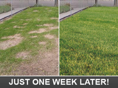 just one week later your Elk Grove California yard is green